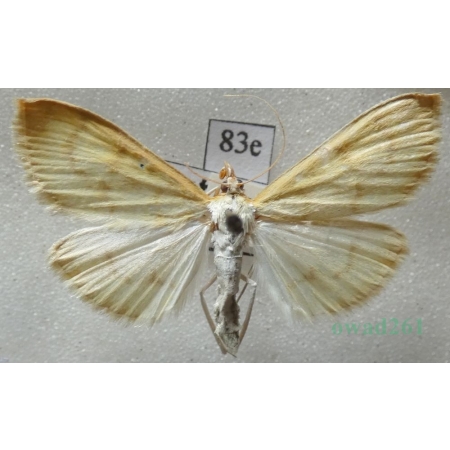 Paratalanta hyalinalis (Hübner, 1796) Czech83e